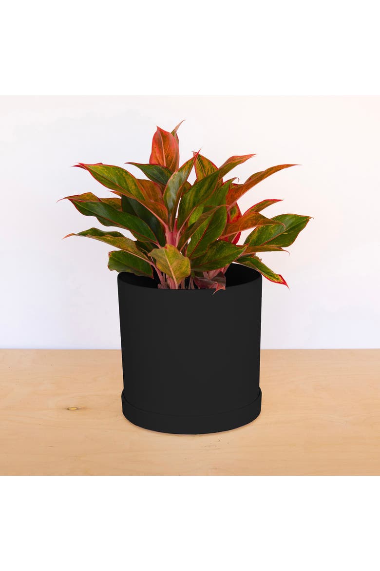 10 Inch Mathers Round Planter With Saucer Tray, Black, Alternate, color, Black
