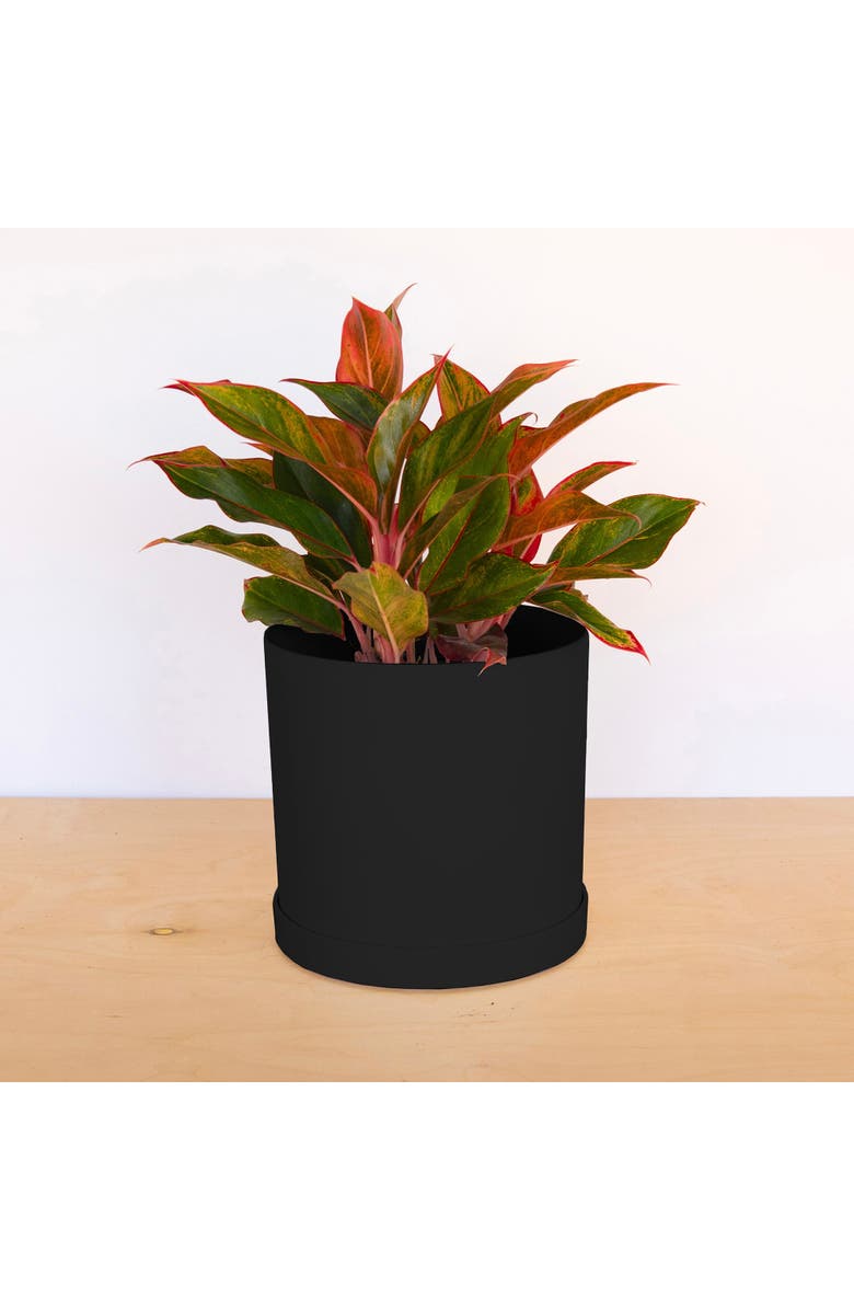 Bloem 10 Inch Mathers Round Planter With Saucer Tray, Black, Alternate, color, Black