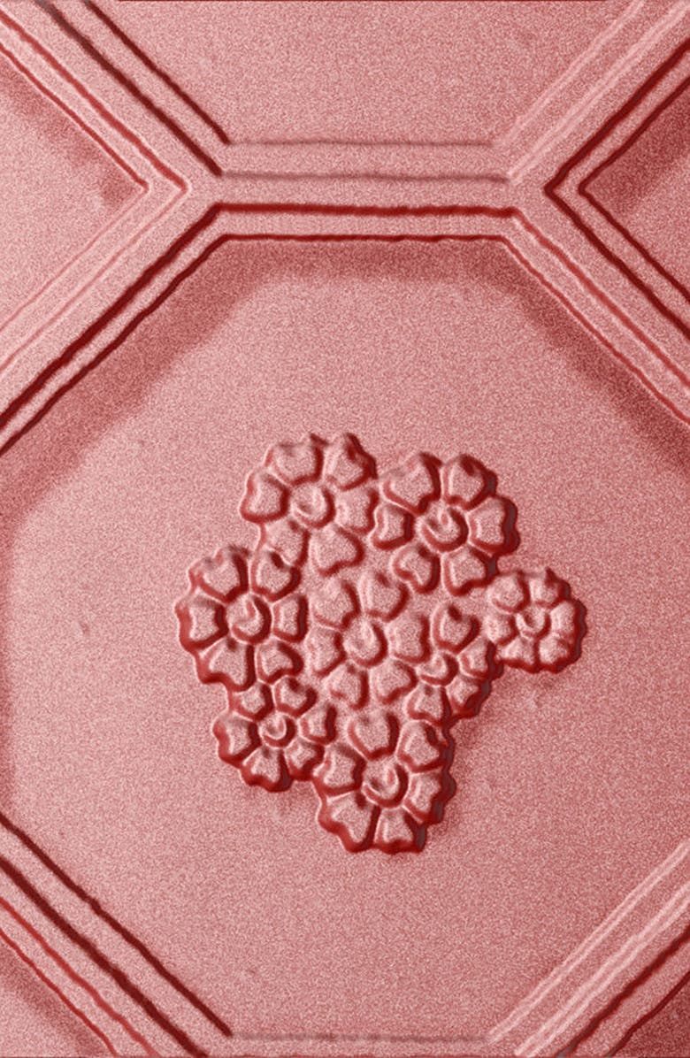 Burberry Beauty Silk and Bloom Blush Palette, Alternate, color,