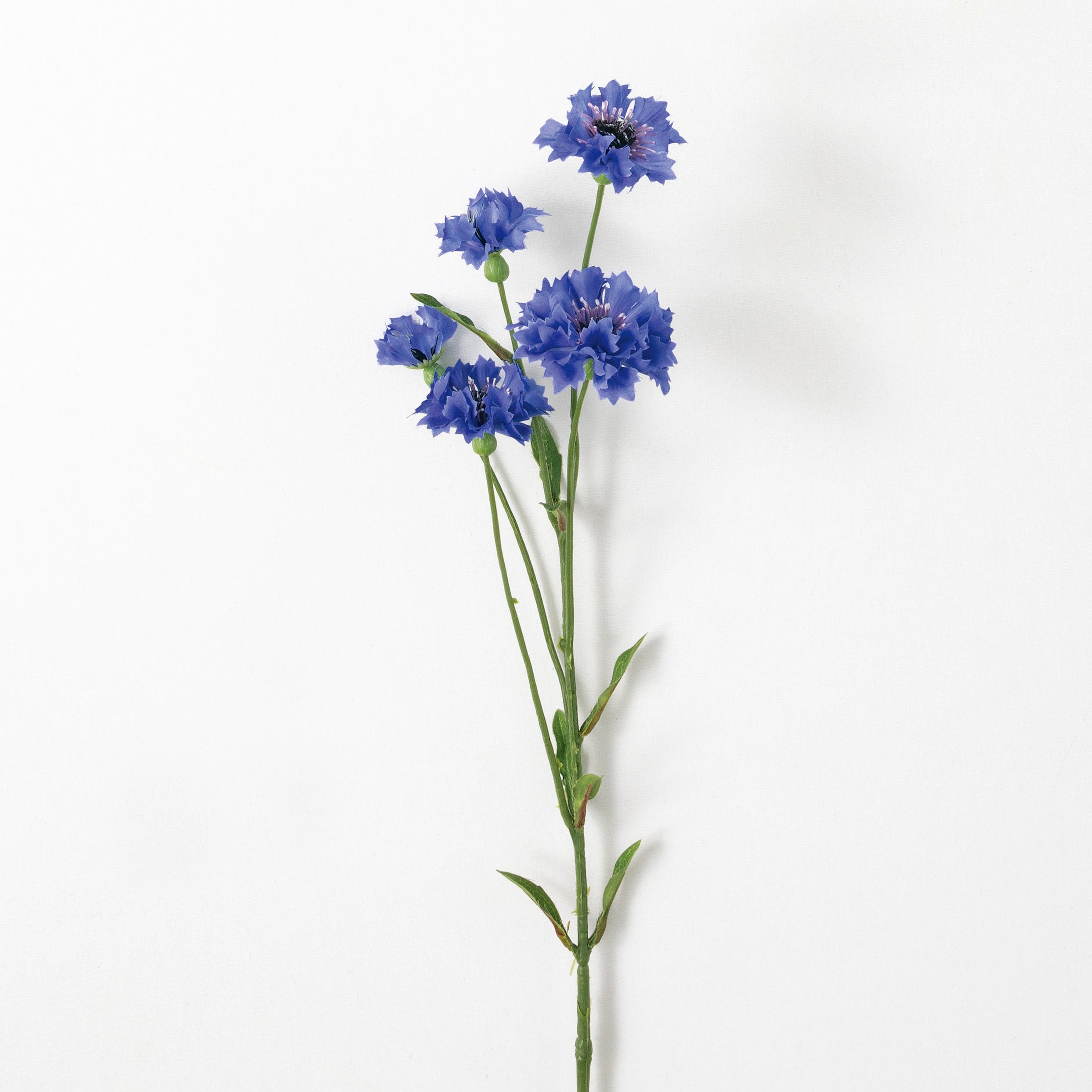 selected Blue