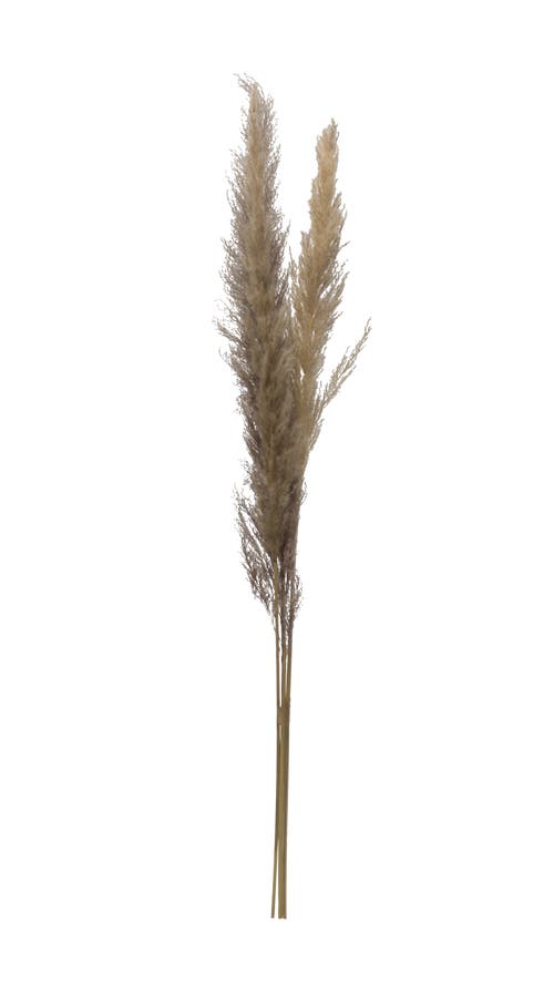 Storied Home 43-1/4"h Dried Natural Pampas Grass Bunch In Brown