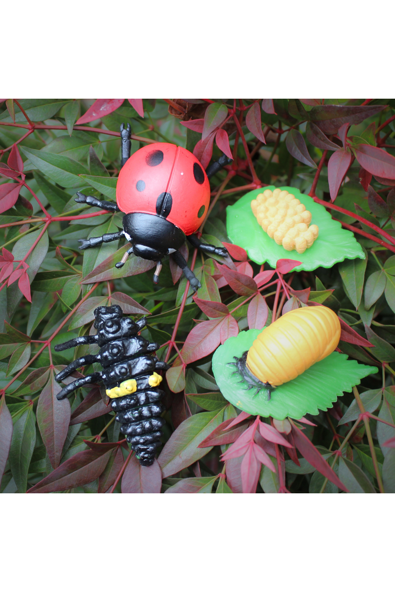 Life Cycle Of A Ladybug, Alternate, color, No Color