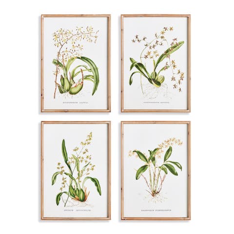 Orchid Assortment Study Set Framed Wall Art of 4