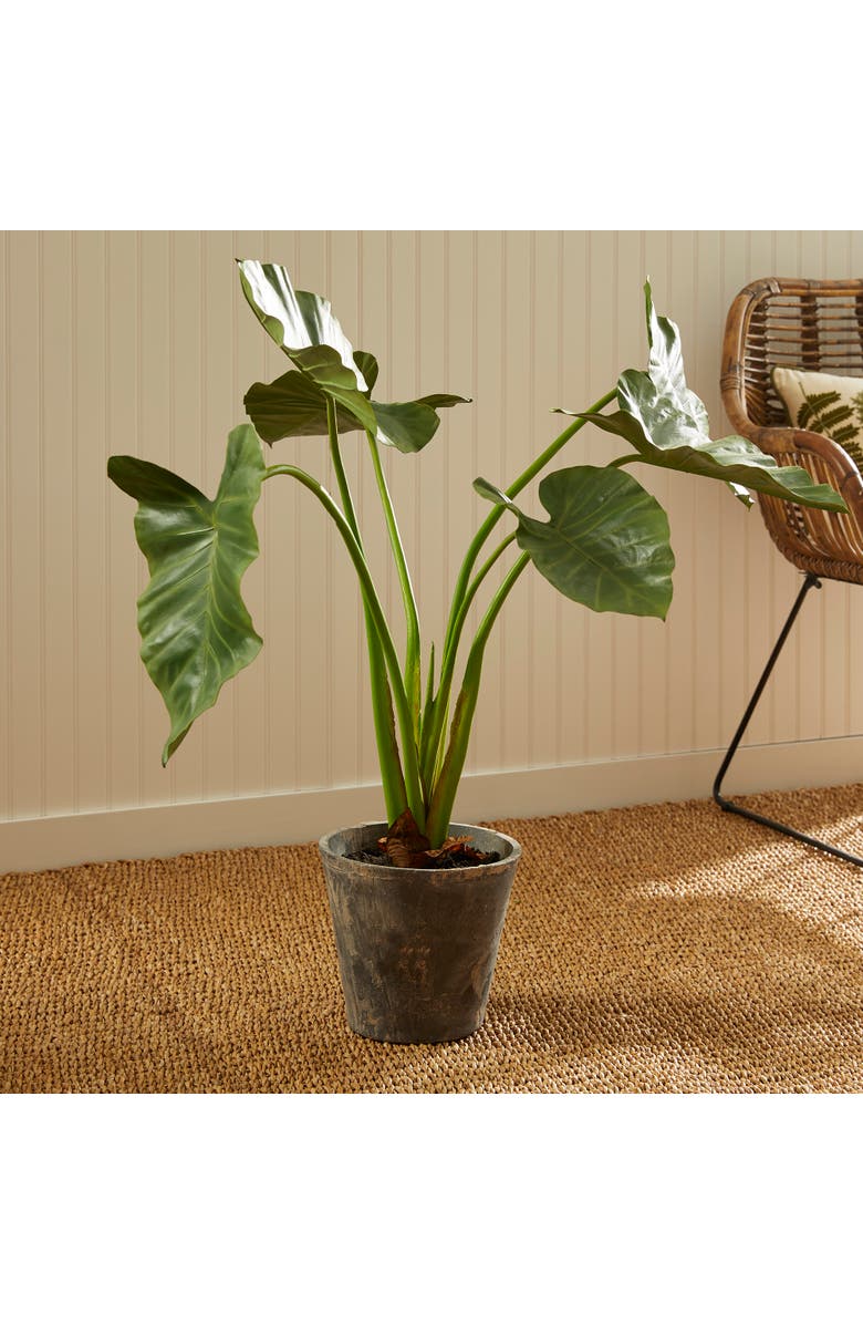 Napa Home & Garden Alocasia Potted 42", Alternate, color, Green