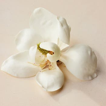 Chloé Atelier des Fleurs Magnolia Alba Eau de Parfum | Nordstrom