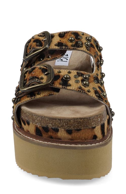 Zigi Studded Platform Sandal In Brown