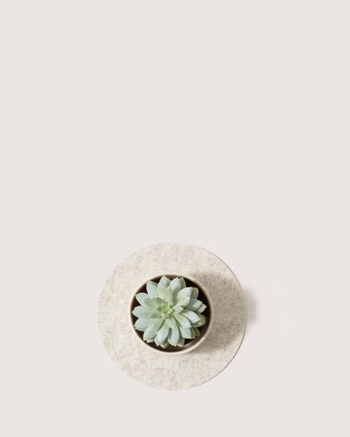 GRAF & LANTZ GRAF LANTZ MERINO WOOL 10" ROUND TRIVET