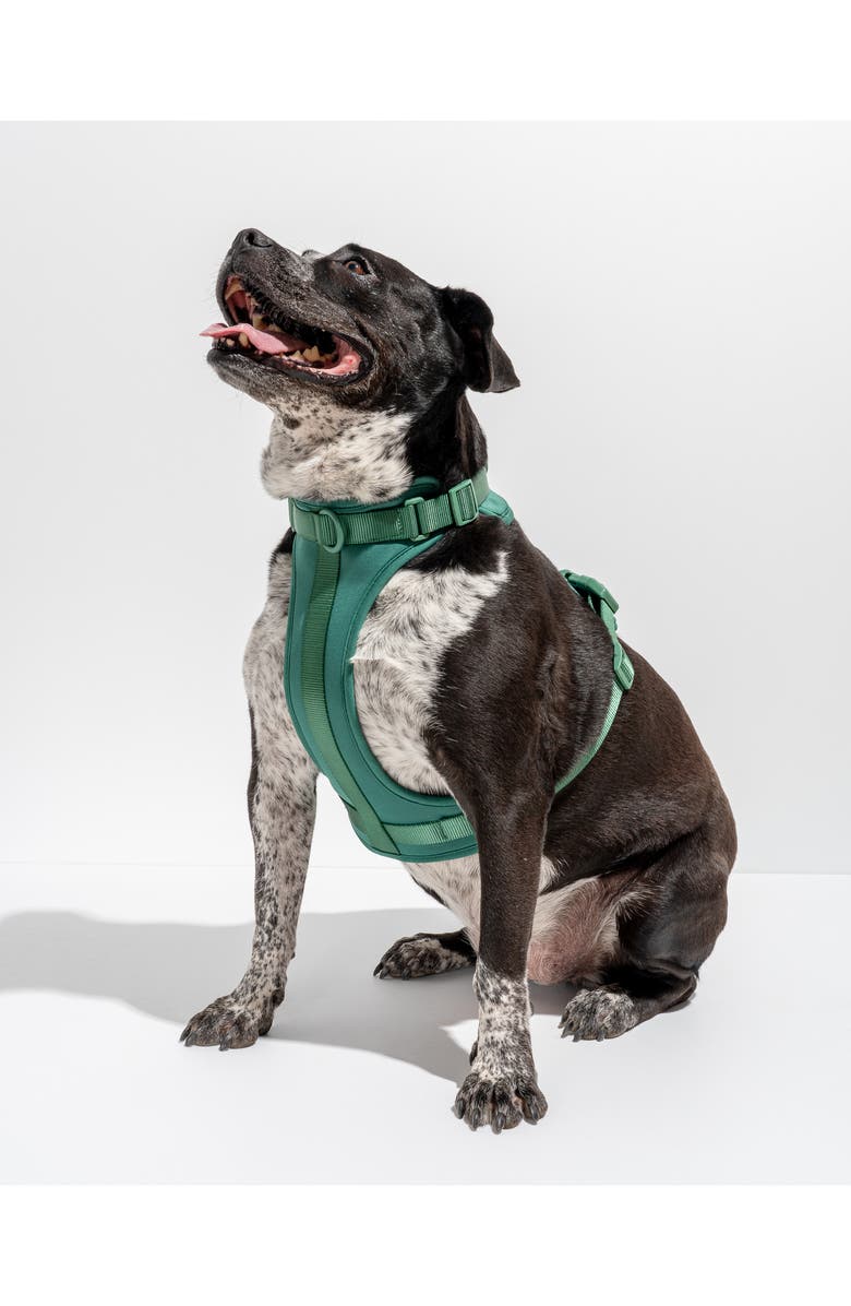 Wild One Dog Harness, Alternate, color,