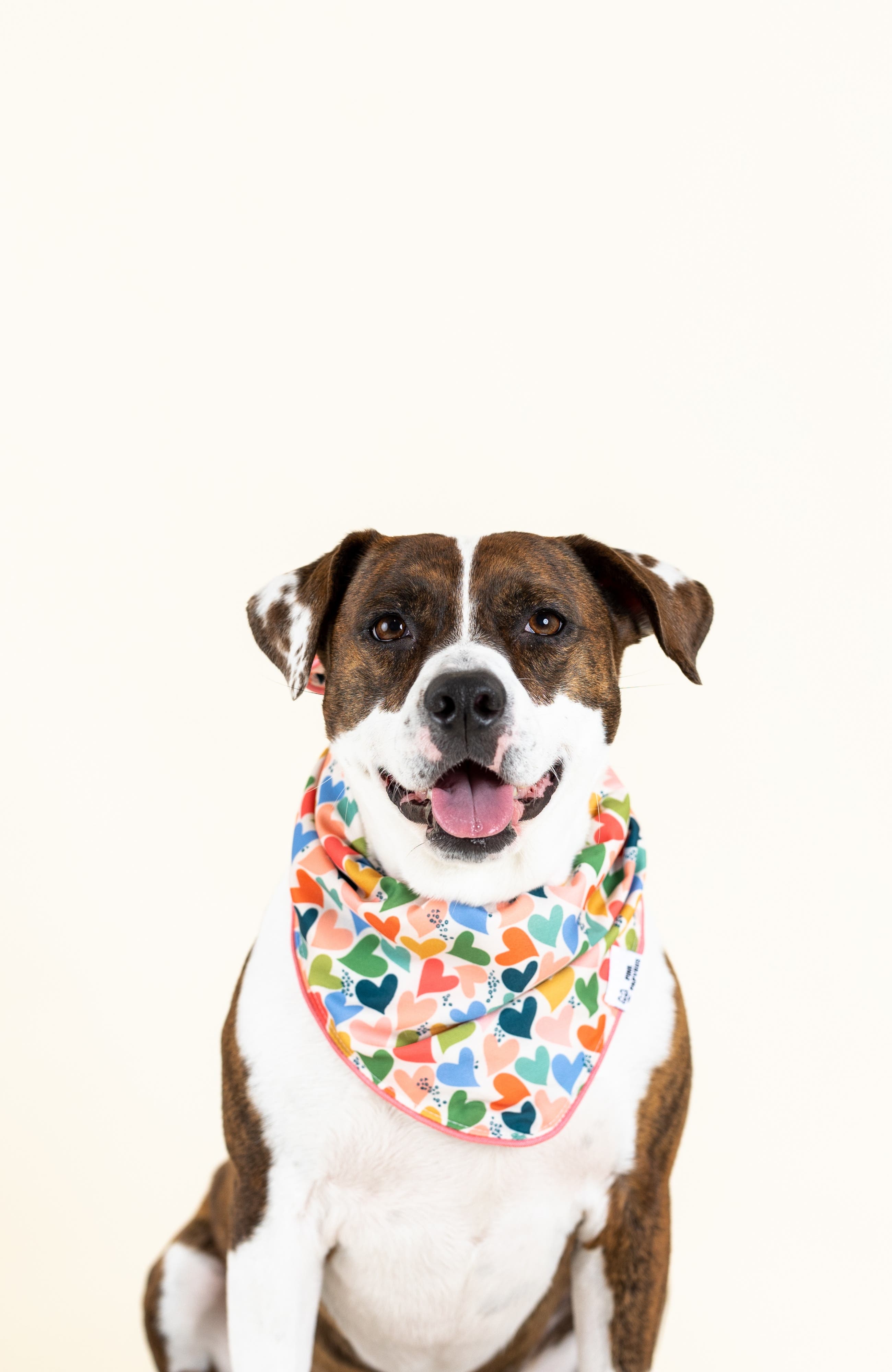 Pink Papyrus Amelia Pet Bandana | Nordstrom
