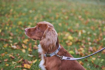 Barbour Reflective Tartan Dog Lead | Nordstrom