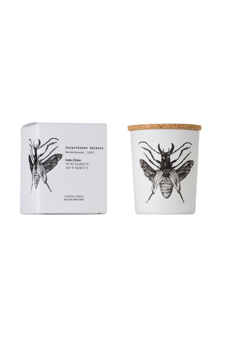 Insect Candle In Jar 2.65 Ounce, Alternate, color, Dorysthenes Walkeri