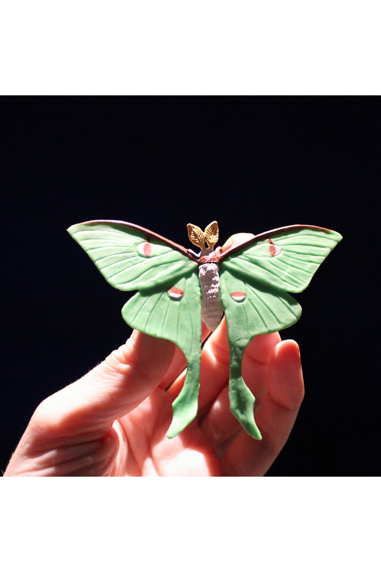 Life Cycle Of A Luna Moth, Alternate, color, No Color