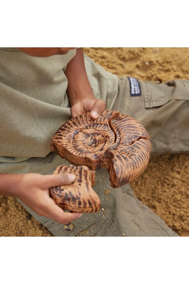 Magnetic Fossil 3D Puzzle - Ammonite - 6 Pieces, Alternate, color, Brown