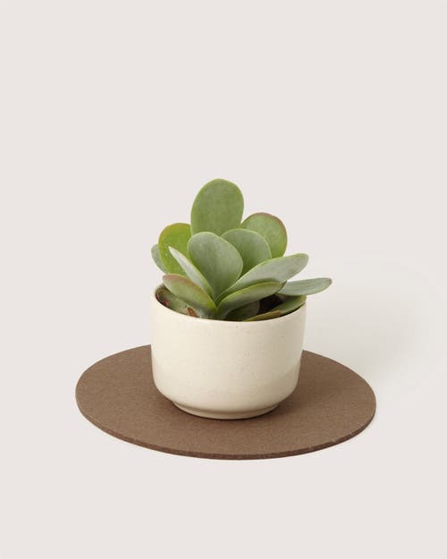 Graf & Lantz Graf Lantz Merino Wool 10" Round Trivet In Brown