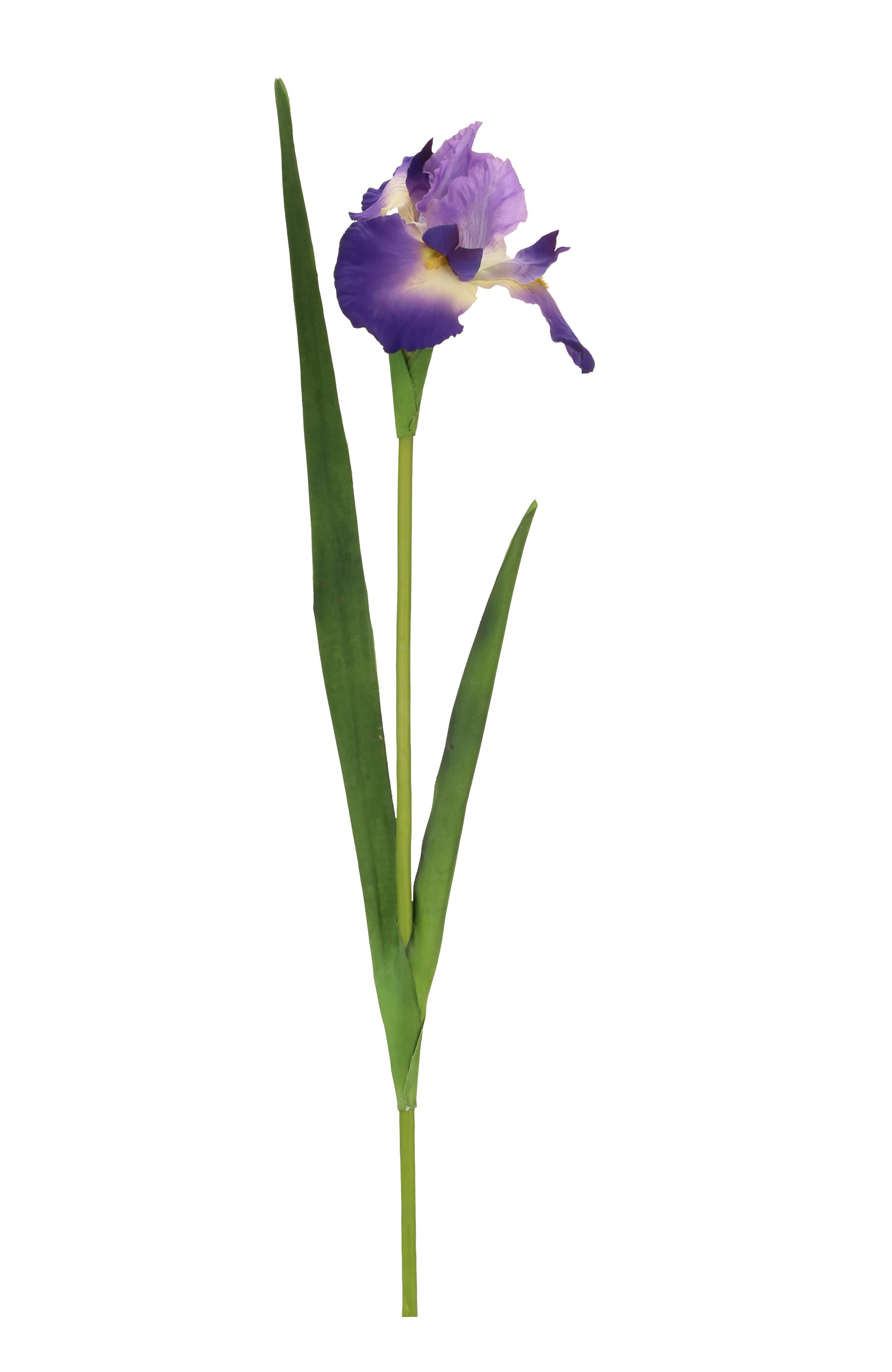 selected Dark Purple