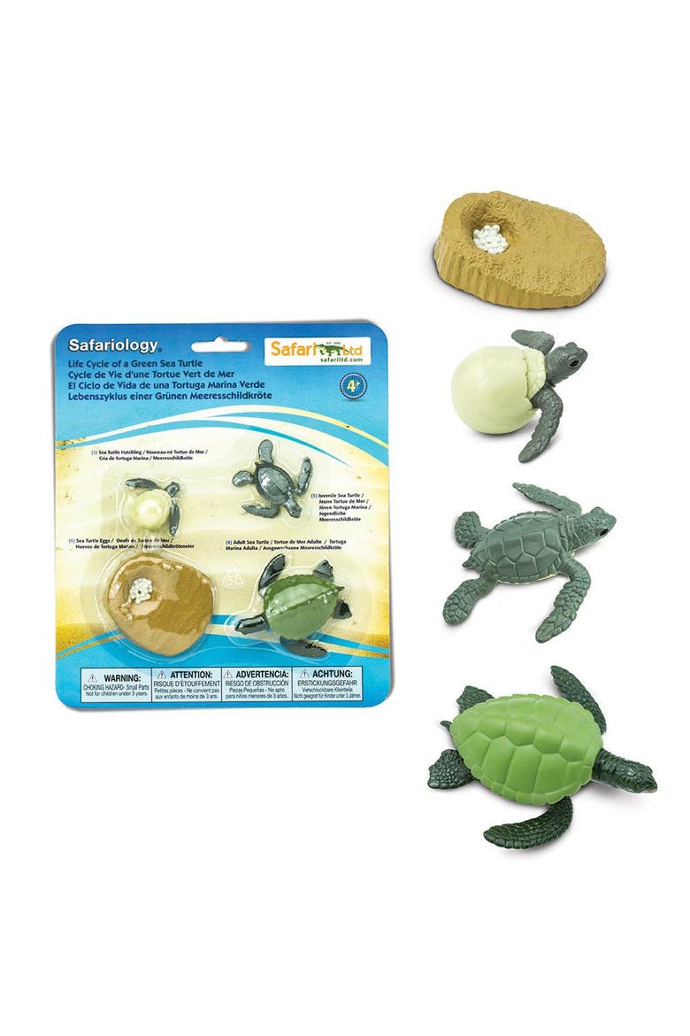 Life Cycle Of A Green Sea Turtle, Alternate, color, No Color