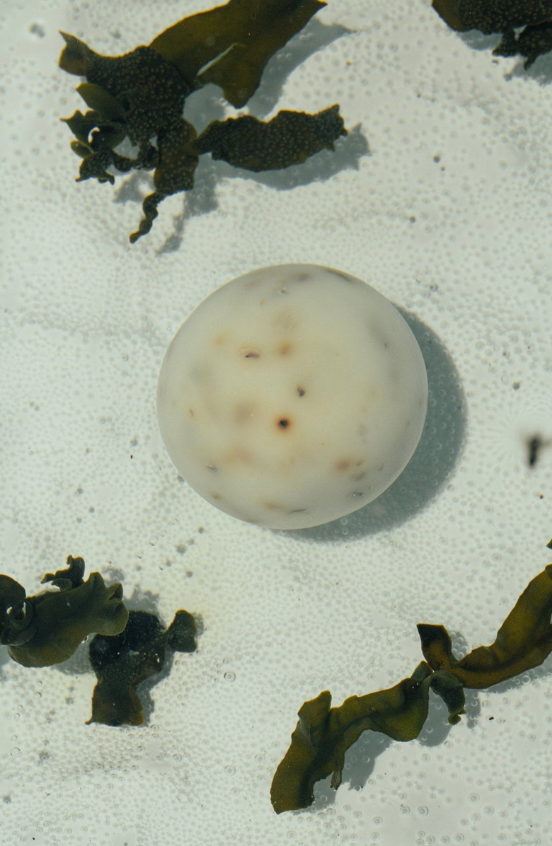 Summer Solace Tallow Sea Change Seaweed Sphere Soap, Alternate, color, Off-White / Brown