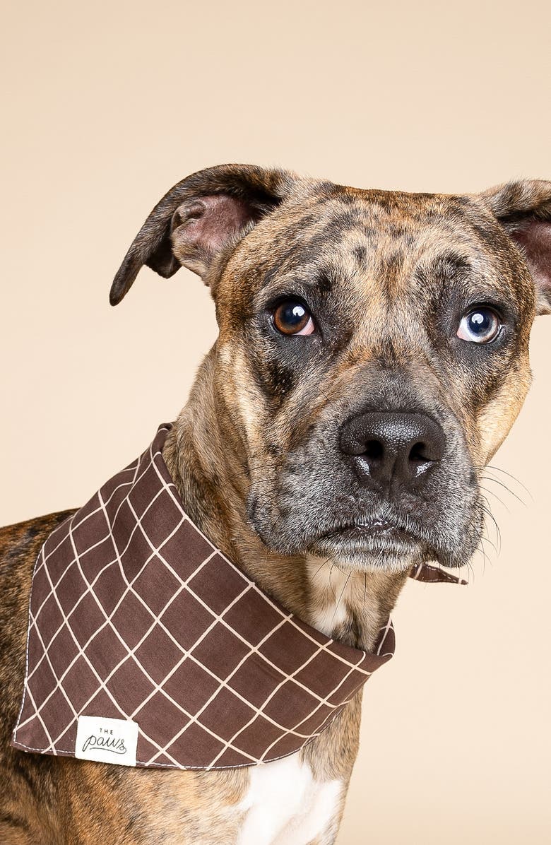 The Paws Stratford Dog Bandana, Alternate, color, Brown