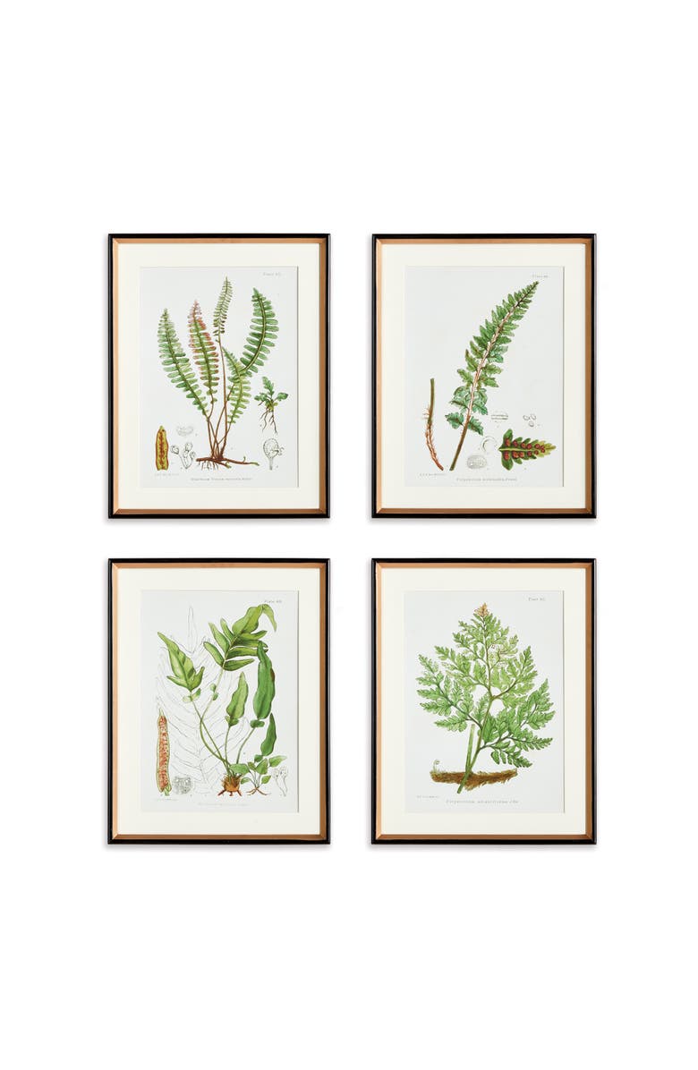 Napa Home & Garden 17.75" x 23" Decorative Structural Fern Botanical Study Framed Prints Set of 4, Main, color, Green