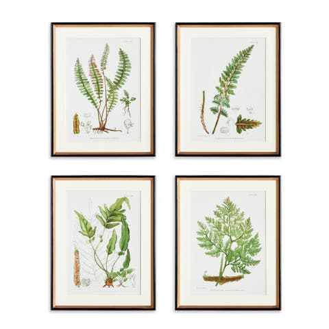 17.75" x 23" Decorative Structural Fern Botanical Study Framed Prints Set of 4
