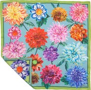 Echo Dahlias In Bloom