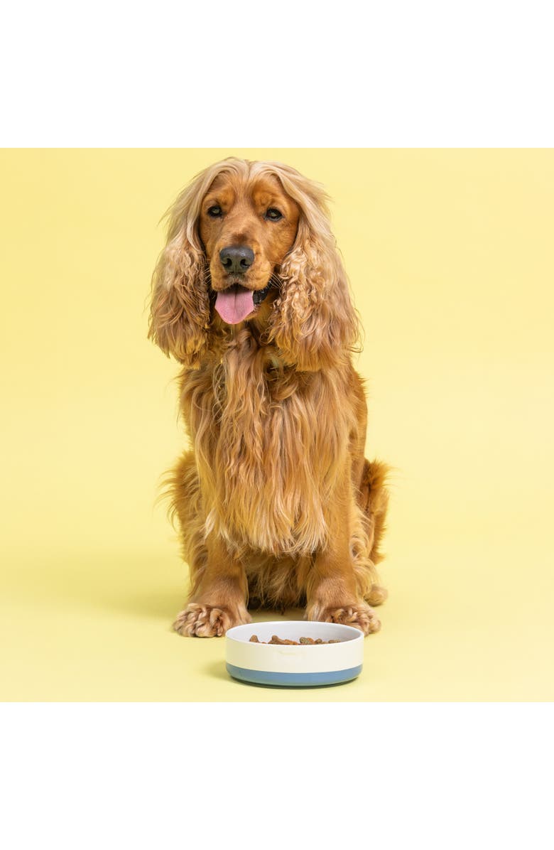 MASON CASH Speckle Dip Dog Bowl, 5.9 Inch, 15.2 ounces, Food & Water Dish, Alternate, color, Multicolored