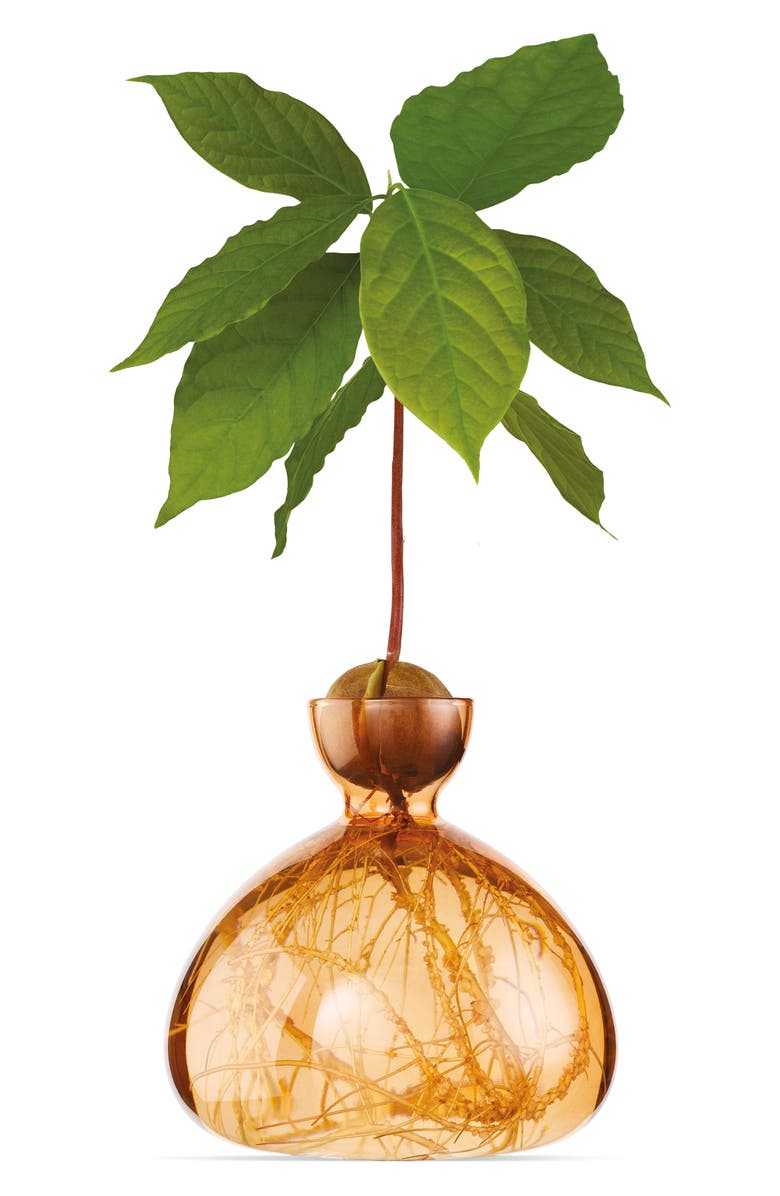 ILEX STUDIO Glass Avocado Vase, Main, color, Apricot