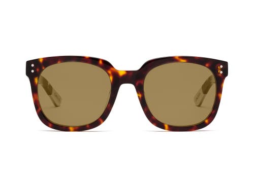 Caddis Jockamo | Polarized Sunglasses