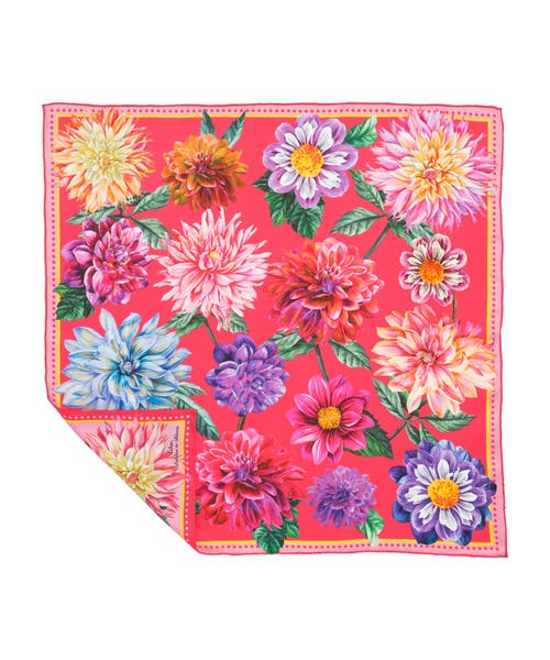 Echo Dahlias In Bloom In Multi