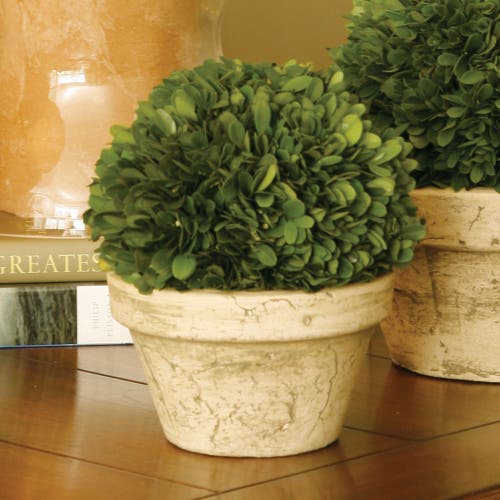 Napa Home & Garden Boxwood Ball In Pot Medium In Multi