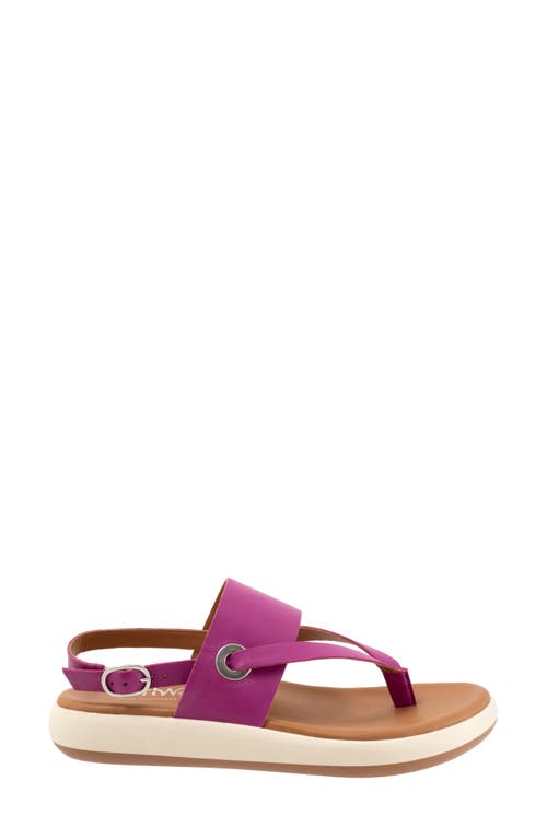 Softwalk ® Joliet Slingback Sandal In Magenta