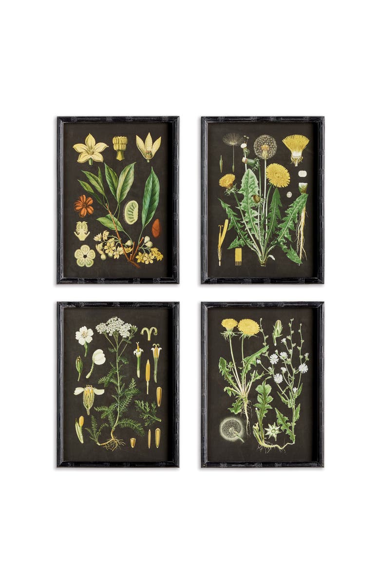 Napa Home & Garden Golden Botanical Study Set of 4, Main, color, Black