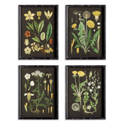 Napa Home & Garden Golden Botanical Study Set Of 4 In Black