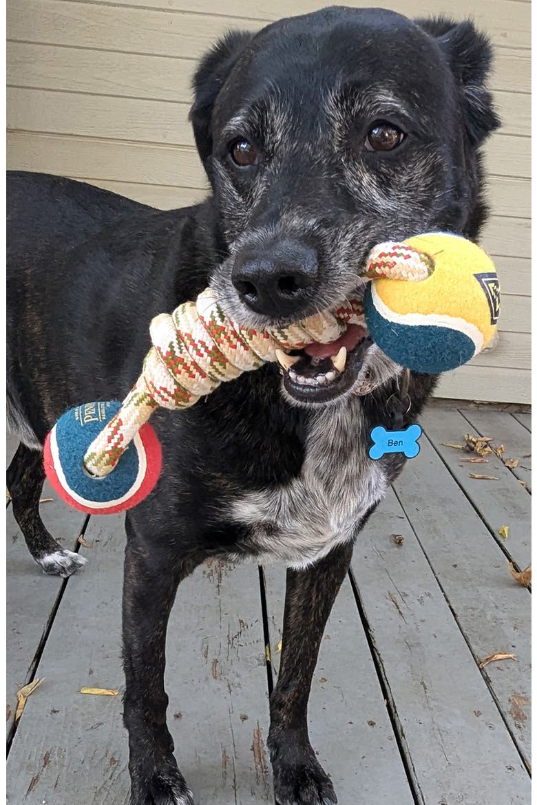 Lasso Rope Dog Toy, Alternate, color, BEIGE