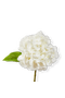 selected White
