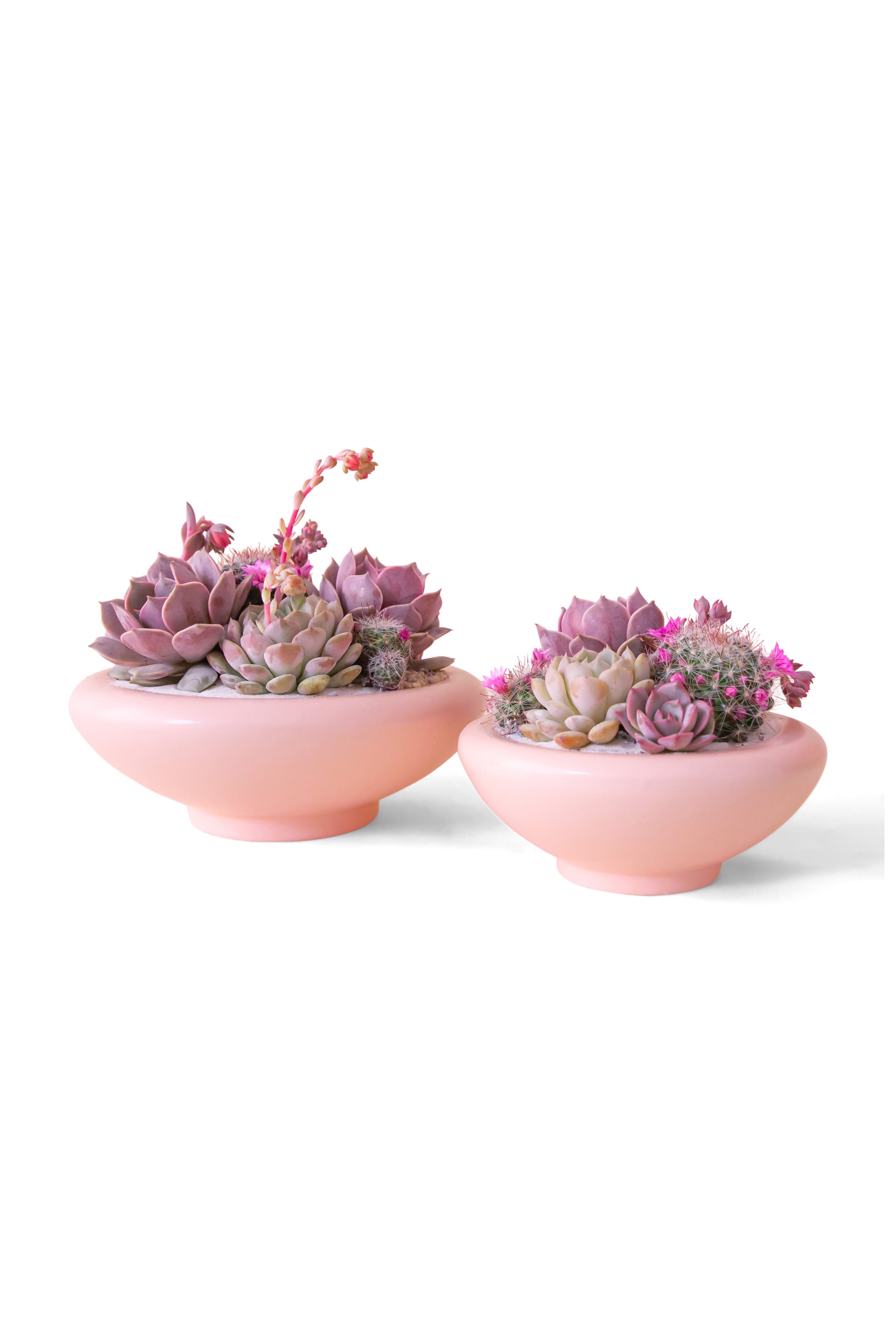 selected Petal Pink