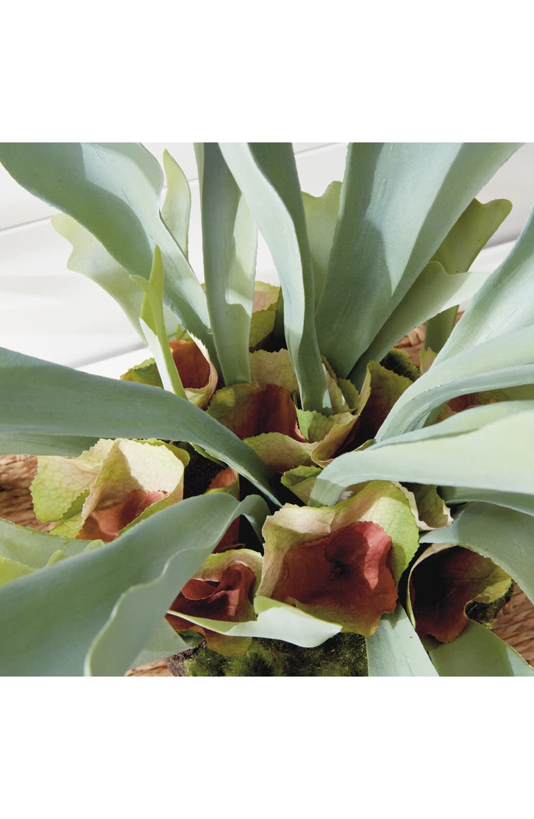Napa Home & Garden Staghorn Fern Drop-In 21", Alternate, color, 