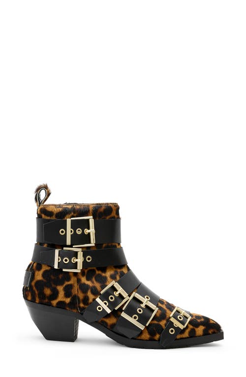 Allsaints Jane Buckle Bootie In Leopard Brown/black Calf Hair