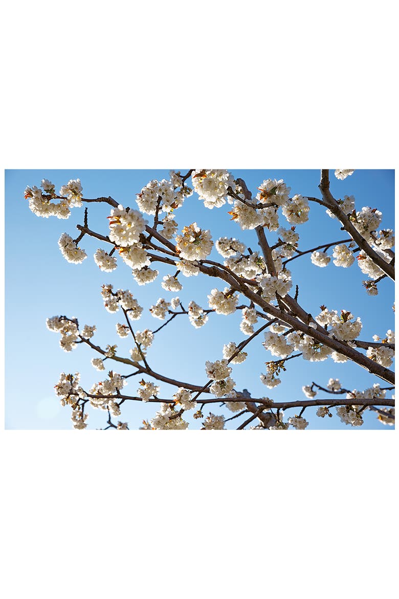 Cherry Blossom Hand Cream, Alternate, color, NO COLOR