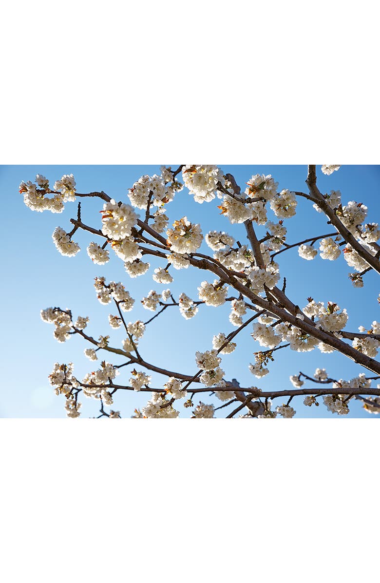 L'Occitane Cherry Blossom Hand Cream, Alternate, color, 