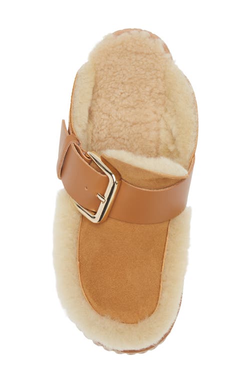 4ccccees Plia Amber Genuine Shearling Platform Clog In Brown