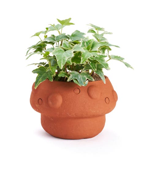 Rakshana Plant Pot
