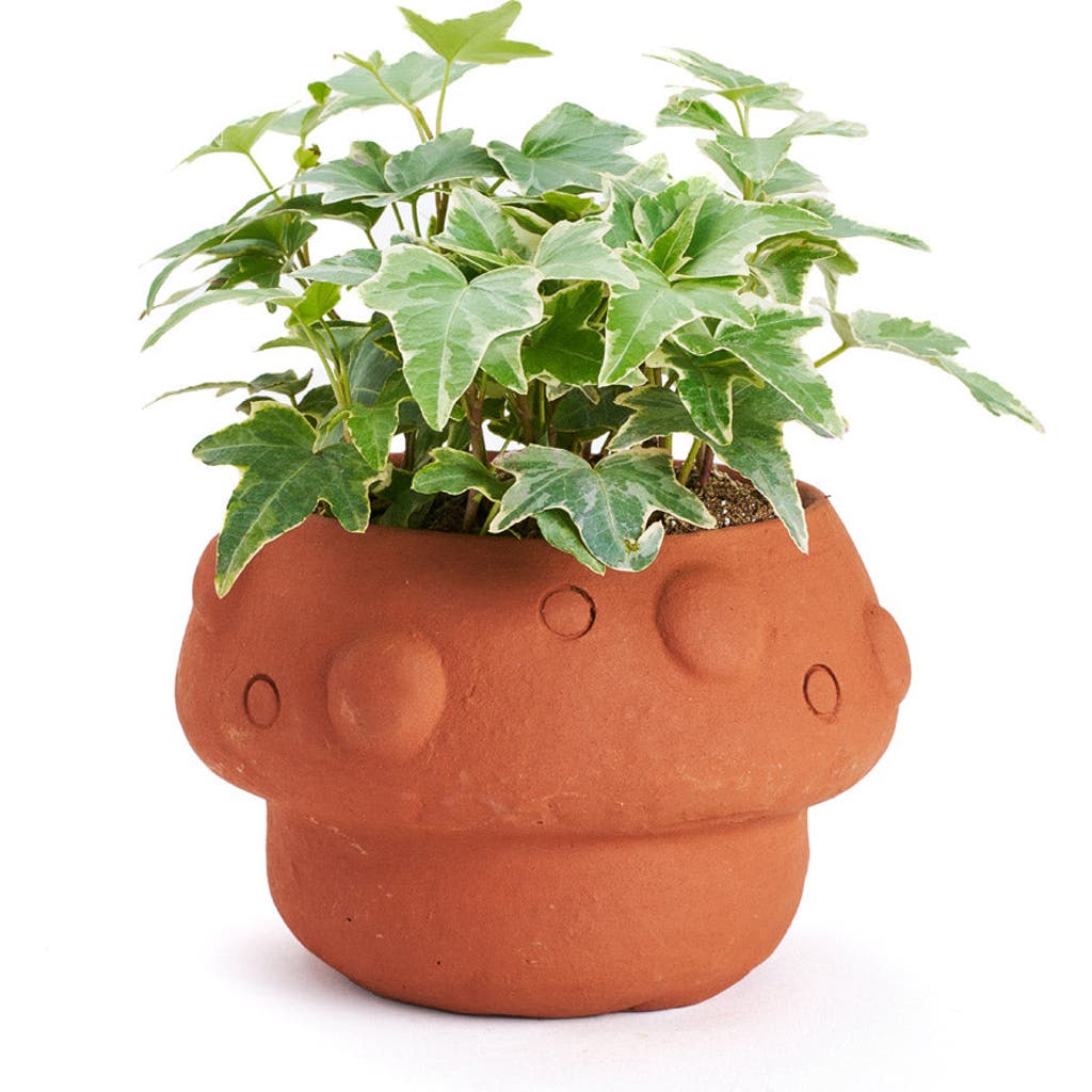 Matr Boomie Rakshana Mushroom Plant Pot In Multi