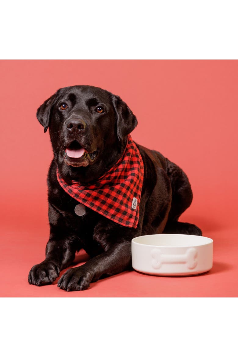 Embossed 8 Inch Bone Dog Food and Water Bowl, Alternate, color, Multicolored