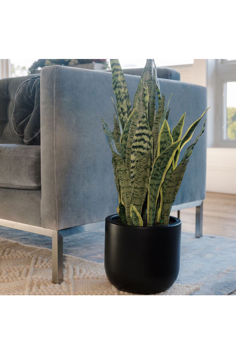 30" Snake Plant, Alternate, color, Green