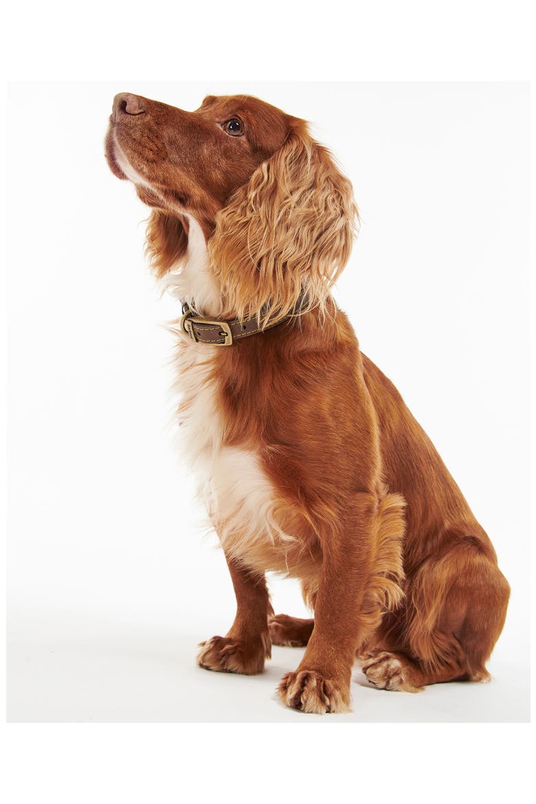 Leather Dog Collar, Alternate, color, BROWN
