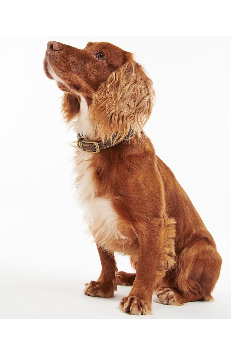 Barbour Leather Dog Collar, Alternate, color, Brown
