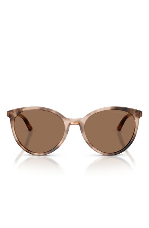 Jimmy Choo Jc5060 53mm Phantos Sunglasses In Chai Havana/dark Brown