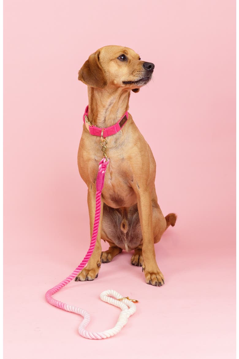 Antoinette Dog Collar, Alternate, color, Antoinette