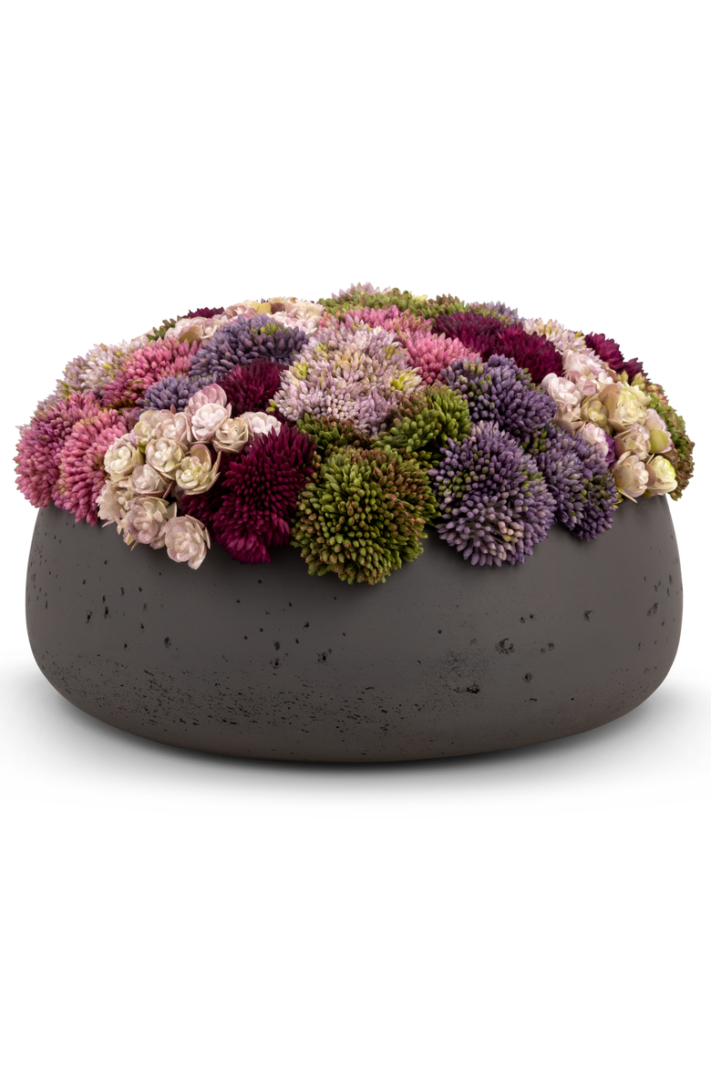 Ariane Sedum Arrangement, Main, color, Charcoal